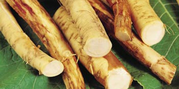 Fresh horseradish root