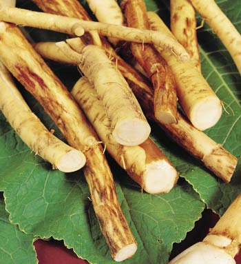 horseradish can help with sinusitis!