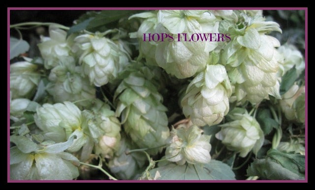 Hops Herbs for Better Sleeps