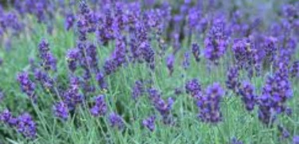 lavender Field