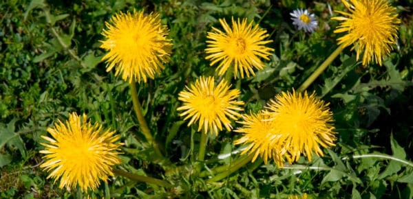 easy-dandelion-recipes-studio-botanica