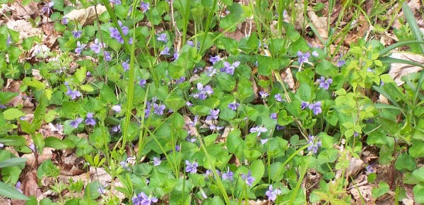 Violet Medicine