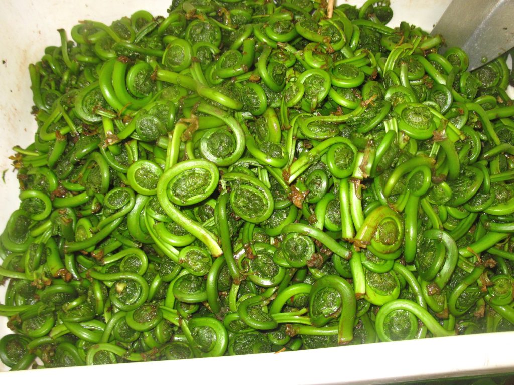 Wild Fiddleheads