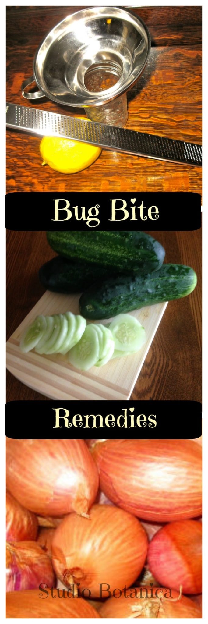 Bug Bite remedies that may surprise you! Studio Botanica