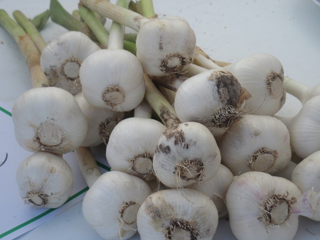 Fresh from the field Ontario Garlic