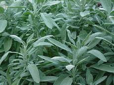 sage plants