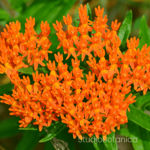 Butterflyweed Pleurisy root