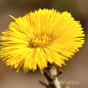 Herbal Solutions Coltsfoot