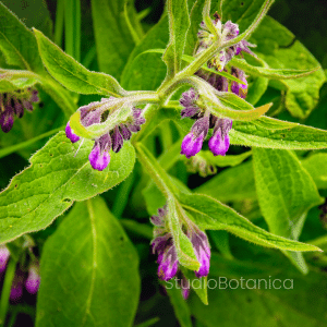 Comfrey Herb