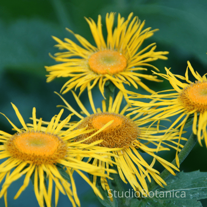 Herbal Solutions Elecampane