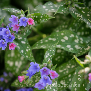 Herbal Solutions Lungwort