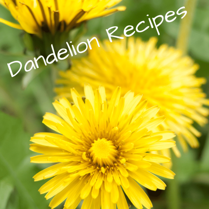 Dandelion Recipes