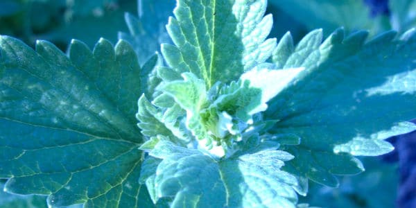 Allergy Herbs not complete without discussion about nettle