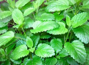 Lemon Balm Herbal Tea Garden