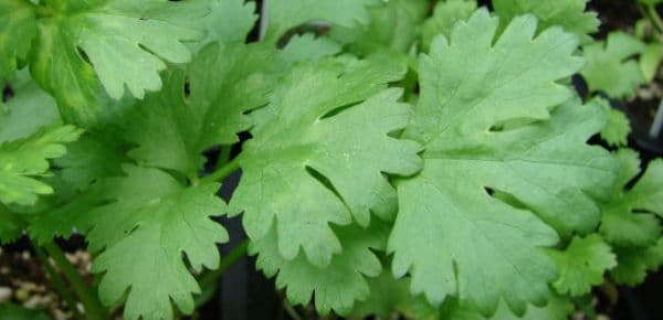 Cilantro Medicine Benefits