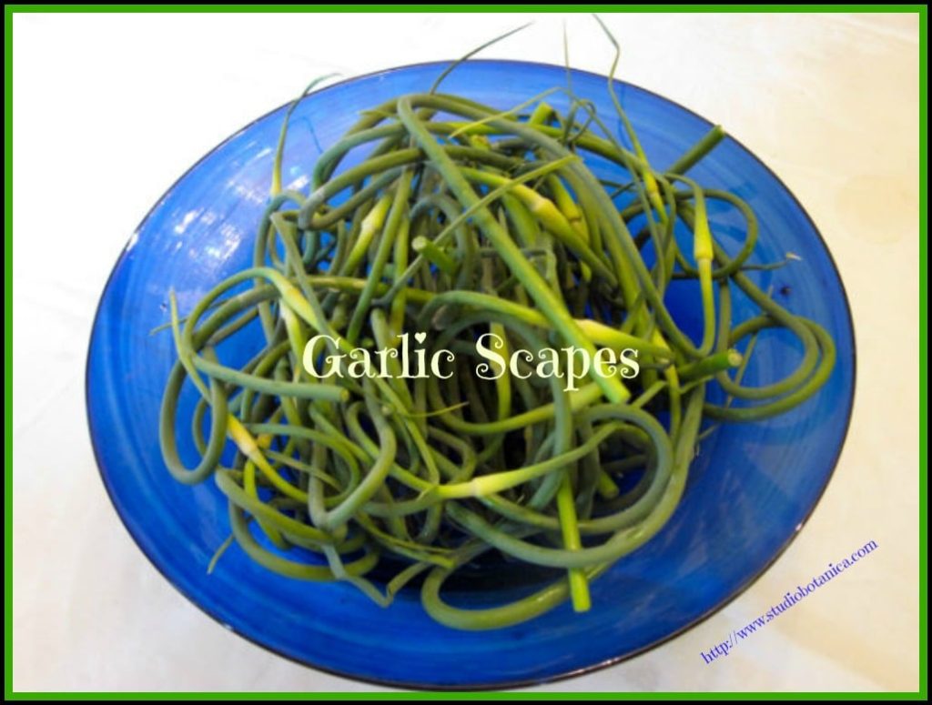 Garlic Scapes