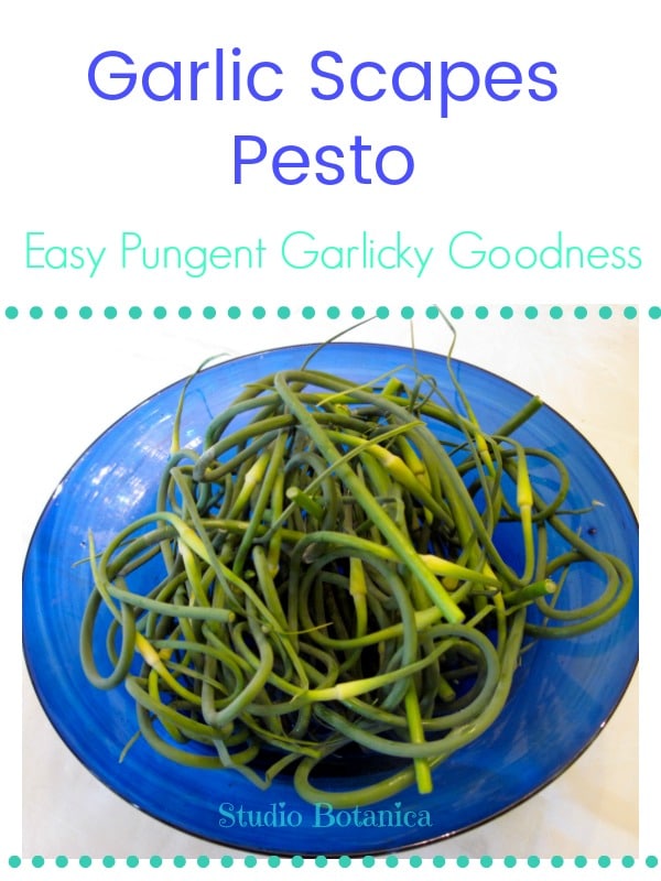 Garlic Scapes Pesto