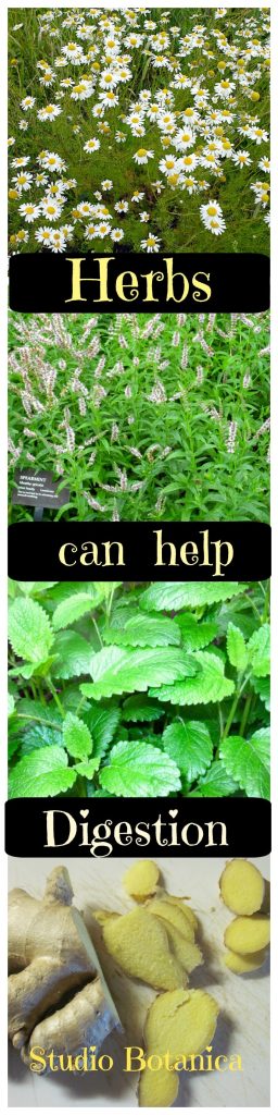 Herbs can help Digestion