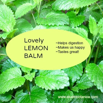 Lemon Balm