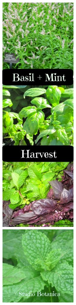 Basil Mint Harvest