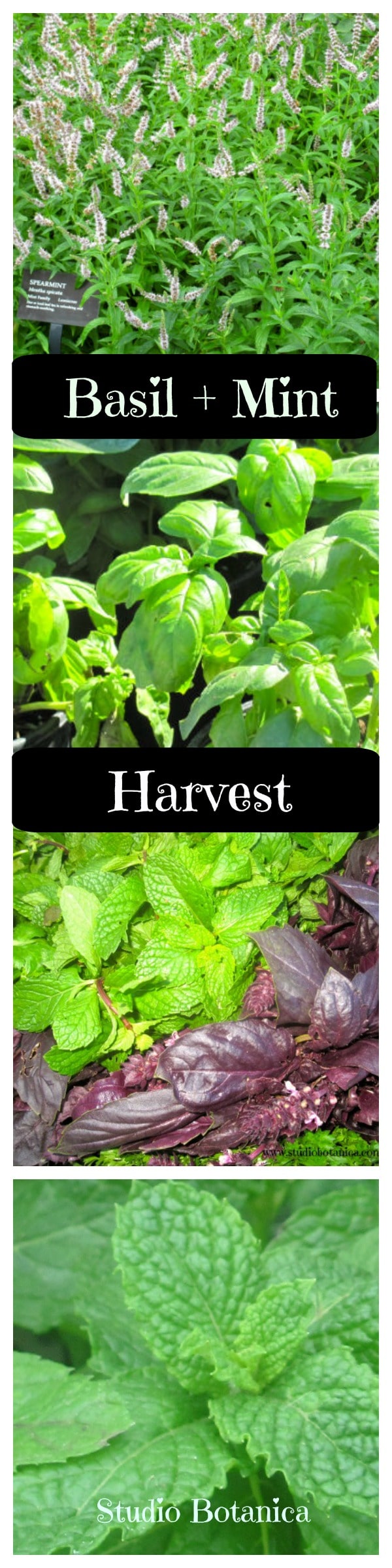 Summer Harvest Benefits of Basil + Mint Studio Botanica