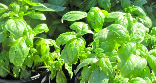 Basil plants