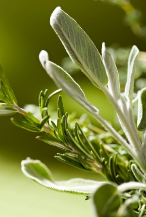 Herbs for Herbal Vinegars