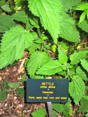 Chop nutritious herbs like fresh Stinging Nettle into Apple Cider vinegar + nourish your bones!