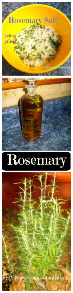 Rosemary Medicine