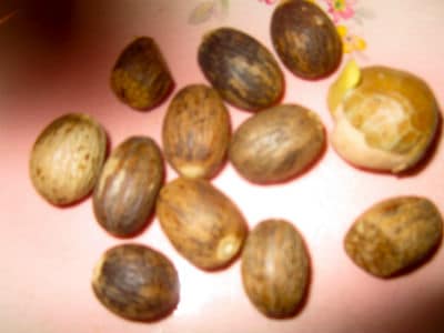 Nutmeg Benefits Small