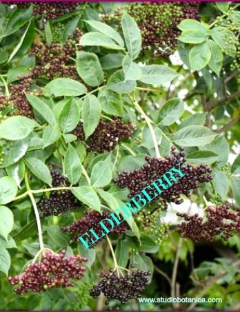 Elder Medicine Elderberry Herb