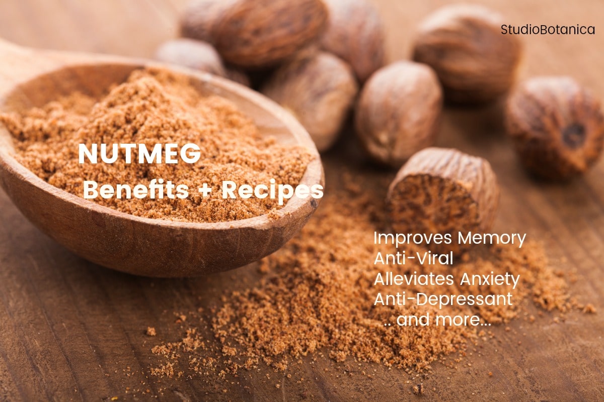 Nuts about Nutmeg? Surprising benefits + recipes Studio Botanica