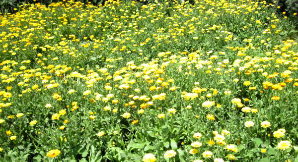 CalendulaFieldFeature