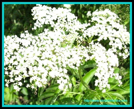 Elderflowers are herbs which can help with allergies
