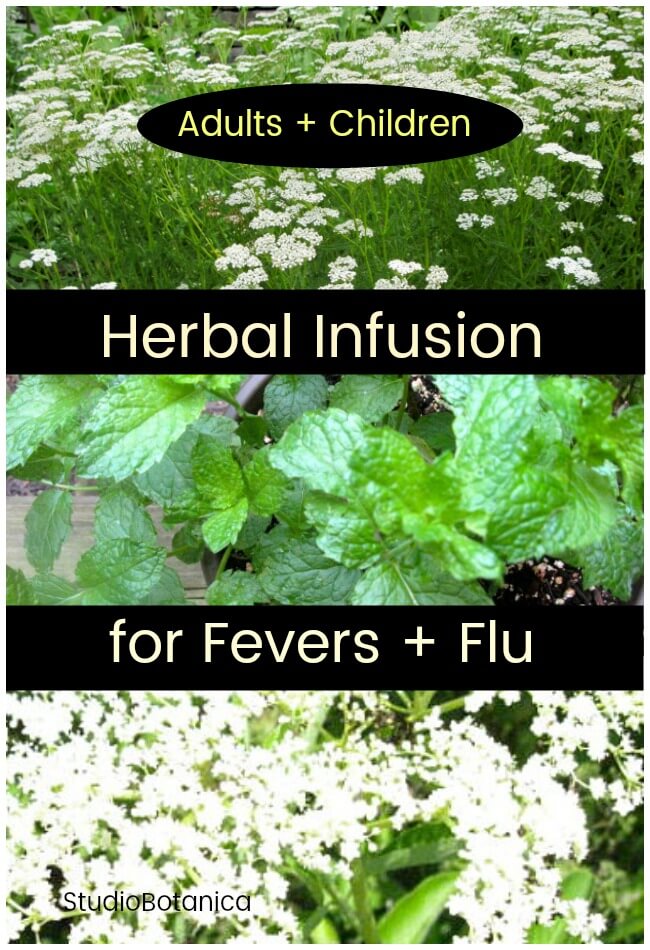 Herbal Infusion for Fevers + Flu