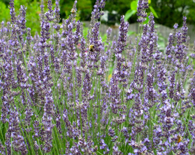 Lavender and Lavender Honey