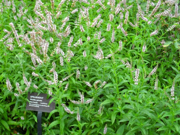Spearmint part of classic herbal infusion for fevers + flu