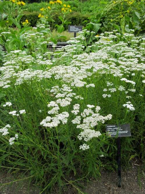 Yarrow is a part of classic herbal infusion for fevers + flu