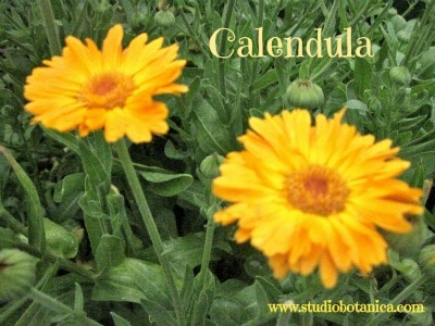 Calendula Medicine