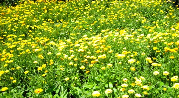 Calendula Medicine Meadow