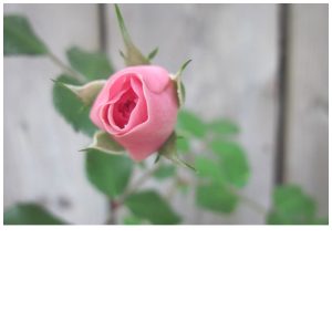 Rose Bud is part of Rose Vinegar