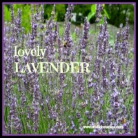 Lavender Herbs for better sleeps