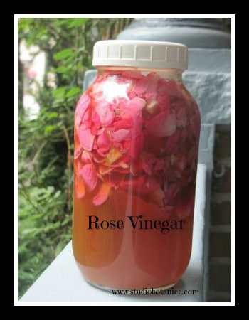 Rose makes a lovely herbal vinegar