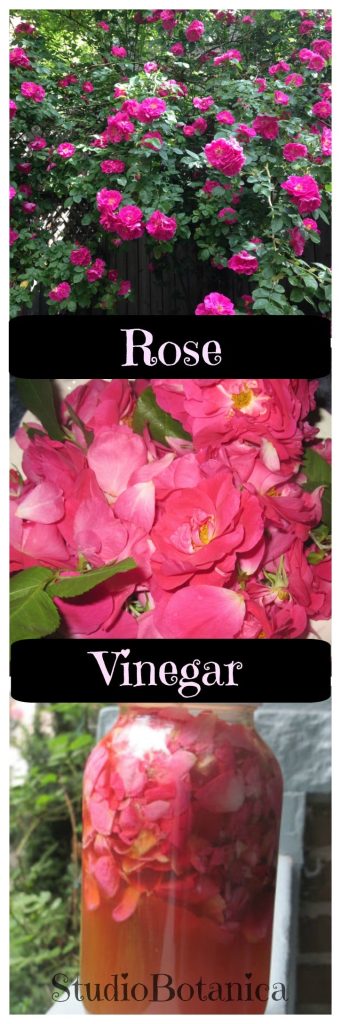 Rose Vinegar