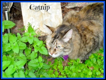 Catnip helps us to avoid mosquitoes