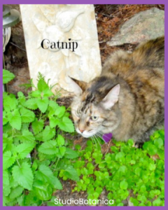 catnip can help avoid bug bite