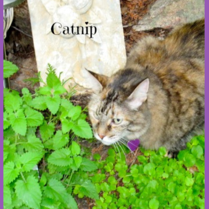 catnip can help avoid bug bite