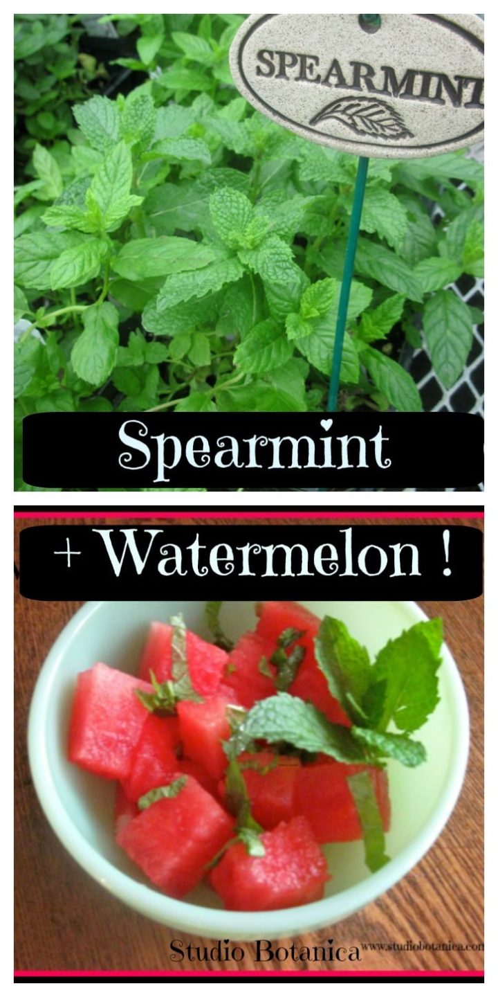 Spearmint Watermelon Flum Candy Flum Mello: Spearmint Watermelon (20000  Puffs)