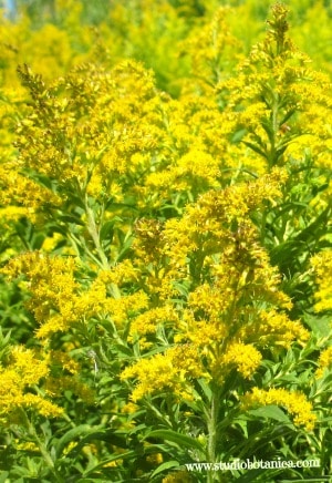 Golden Rod can help allergies