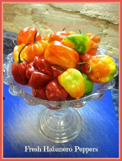 Capsicum family Habaneros